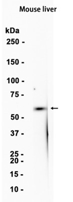 1 - PCSK9 (16F15) Rabbit Monoclonal Antibody AP93780
