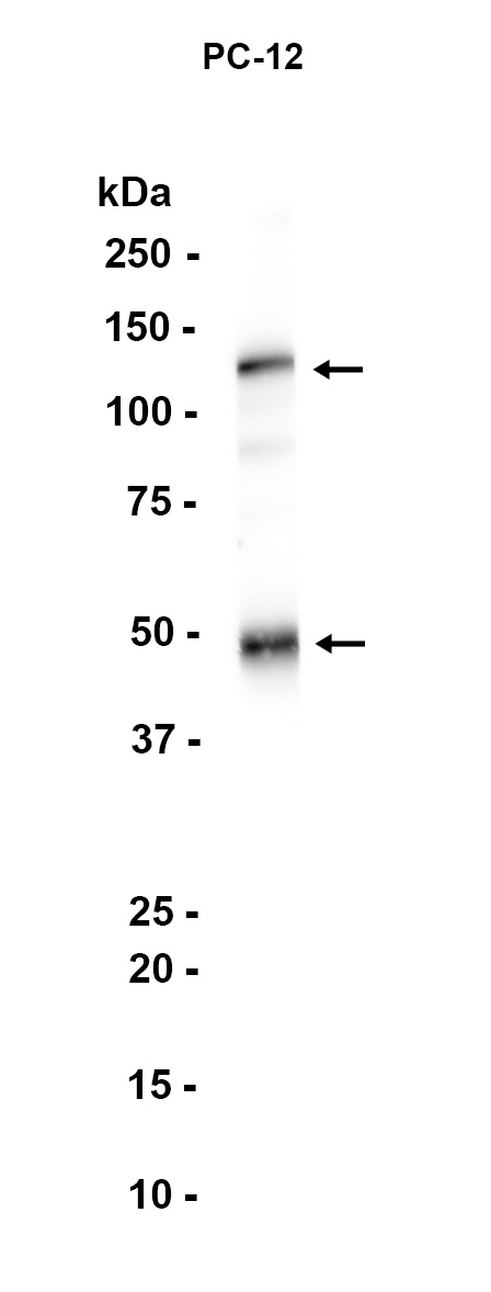 1 - NFkB p105/p50 (2U13) Rabbit Monoclonal Antibody AP93786