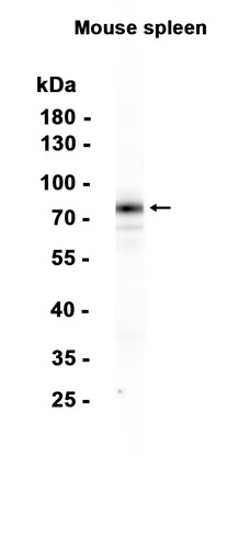 1 - MARCO (17W14) Rabbit Monoclonal Antibody AP93788