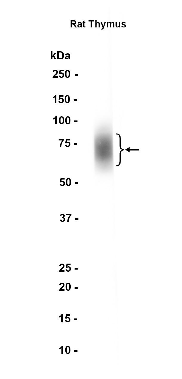 1 - SLAM/CD150 (14T16) Rabbit Monoclonal Antibody AP93790
