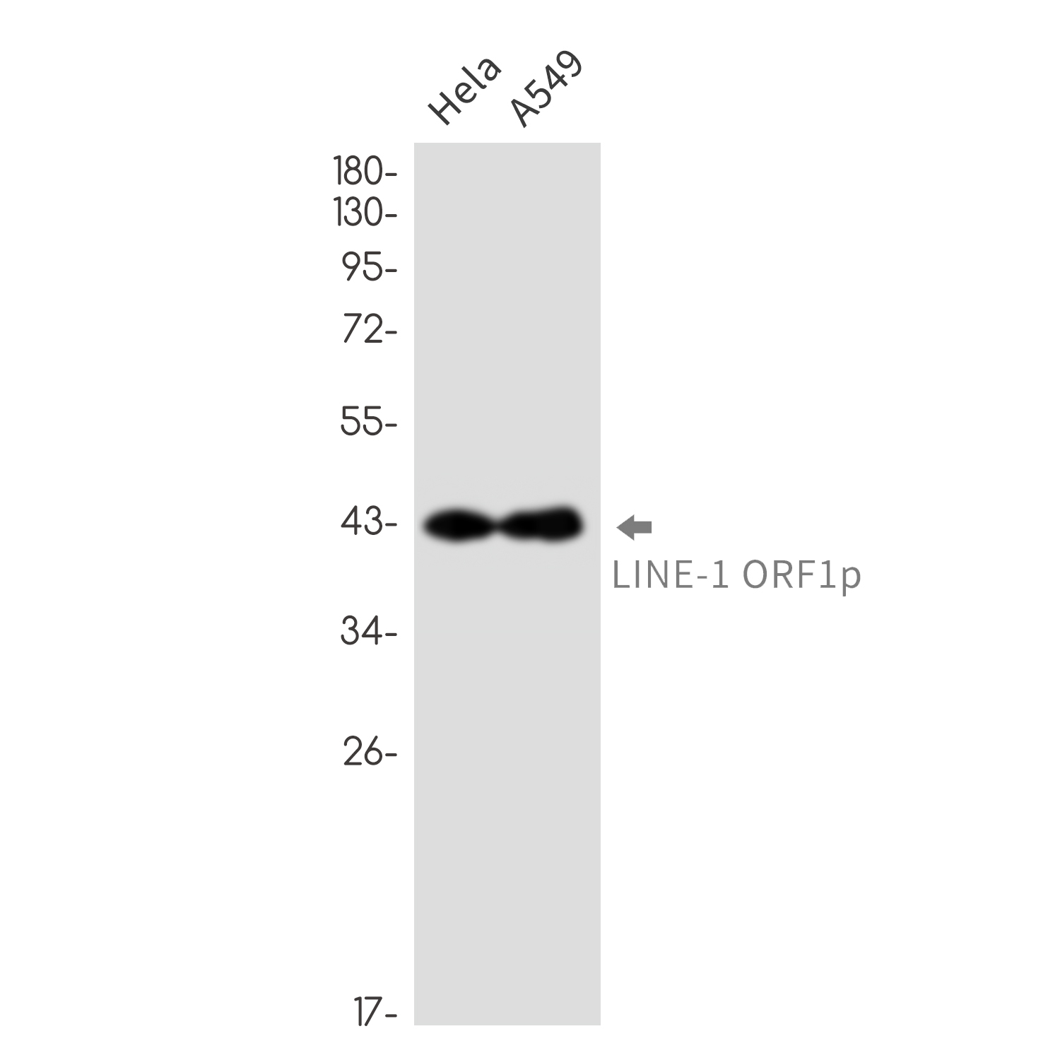 1 - LINE 1 ORF1p (13D15) Rabbit Monoclonal Antibody AP93792