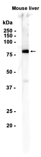 1 - MASP1 (19R3) Rabbit Monoclonal Antibody AP93794