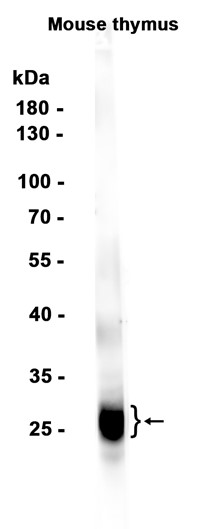 1 - CD8B (13G6) Rabbit Monoclonal Antibody AP93798