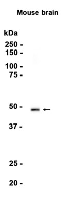 1 - Homer1 (4F4) Rabbit Monoclonal Antibody AP93800