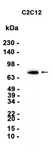 1 - Extracellular matrix protein 1 (5P5) Rabbit Monoclonal Antibody AP93802