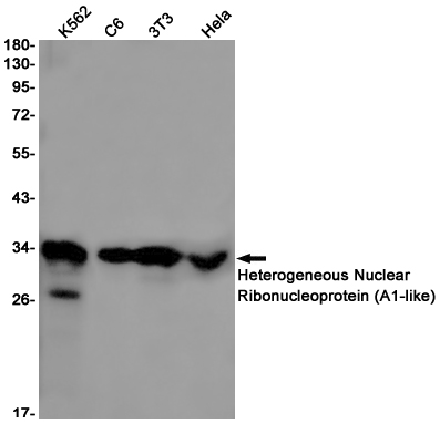 1 - Heterogeneous Nuclear Ribonucleoprotein (A1-like) (18S6) Rabbit Monoclonal Antibody AP93811