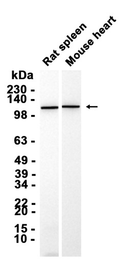 1 - MICAL1 (13R9) Rabbit Monoclonal Antibody AP93813