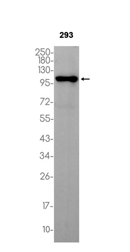 1 - PI3-Kinase p85 beta (2C3) Rabbit Monoclonal Antibody AP93828