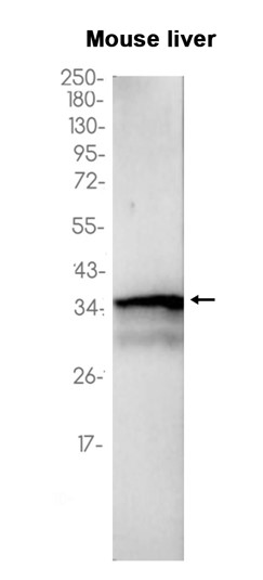 1 - Apolipoprotein E (4Y14) Rabbit Monoclonal Antibody AP93830