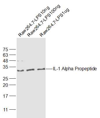 1 - IL-1 Alpha Propeptide Rabbit pAb AP93939