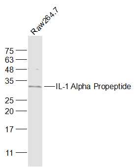 1 - IL-1 Alpha Propeptide Rabbit pAb AP93939
