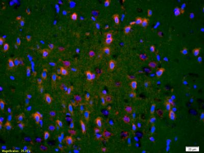 3 - Neural Lineage Markers Antibody Assembly kit AP94038