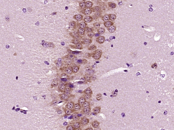 14 - Neural Lineage Markers Antibody Assembly kit AP94038