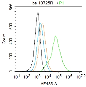 1 - SOX9 Rabbit pAb AP94066