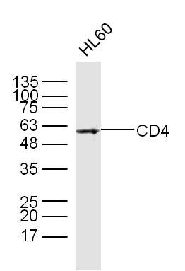1 - Tumor Immunity Characterization Antibody Assembly kit AP94101
