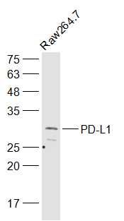 1 - Tumor Immunity Characterization Antibody Assembly kit AP94101