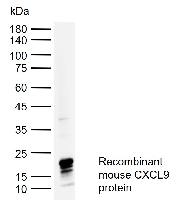 1 - CXCL9 Rabbit pAb AP94109