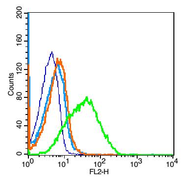 1 - CD1d Rabbit pAb AP94119