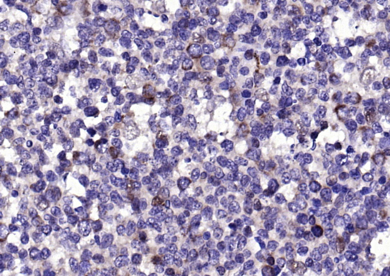 14 - CD63 Rabbit pAb AP94129