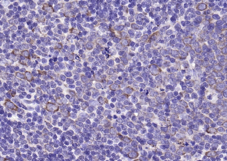 14 - CD63 Rabbit pAb AP94129