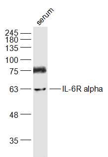1 - IL-6R alpha Rabbit pAb AP94136