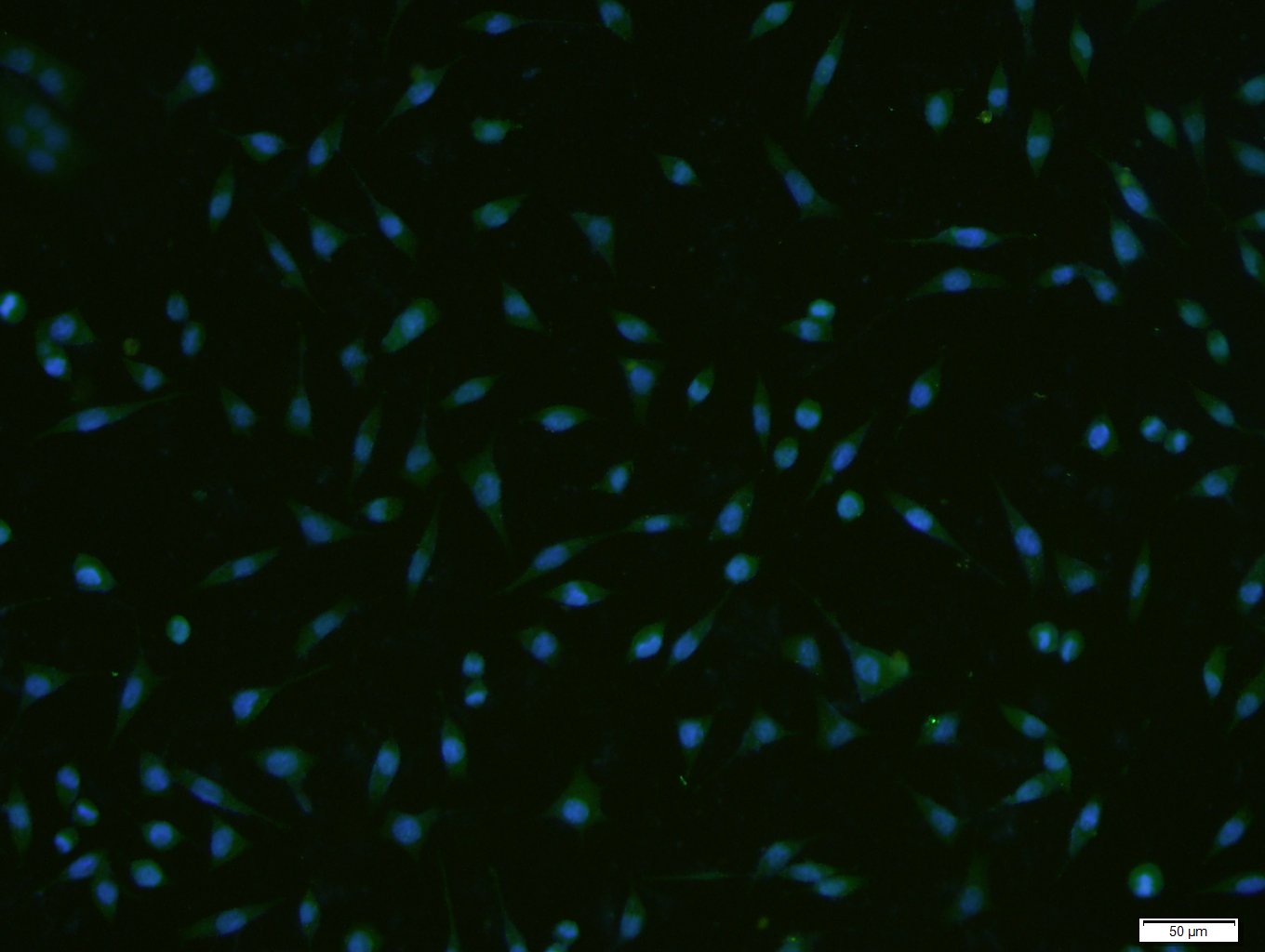 1 - RPS6KA1 Rabbit pAb AP94190