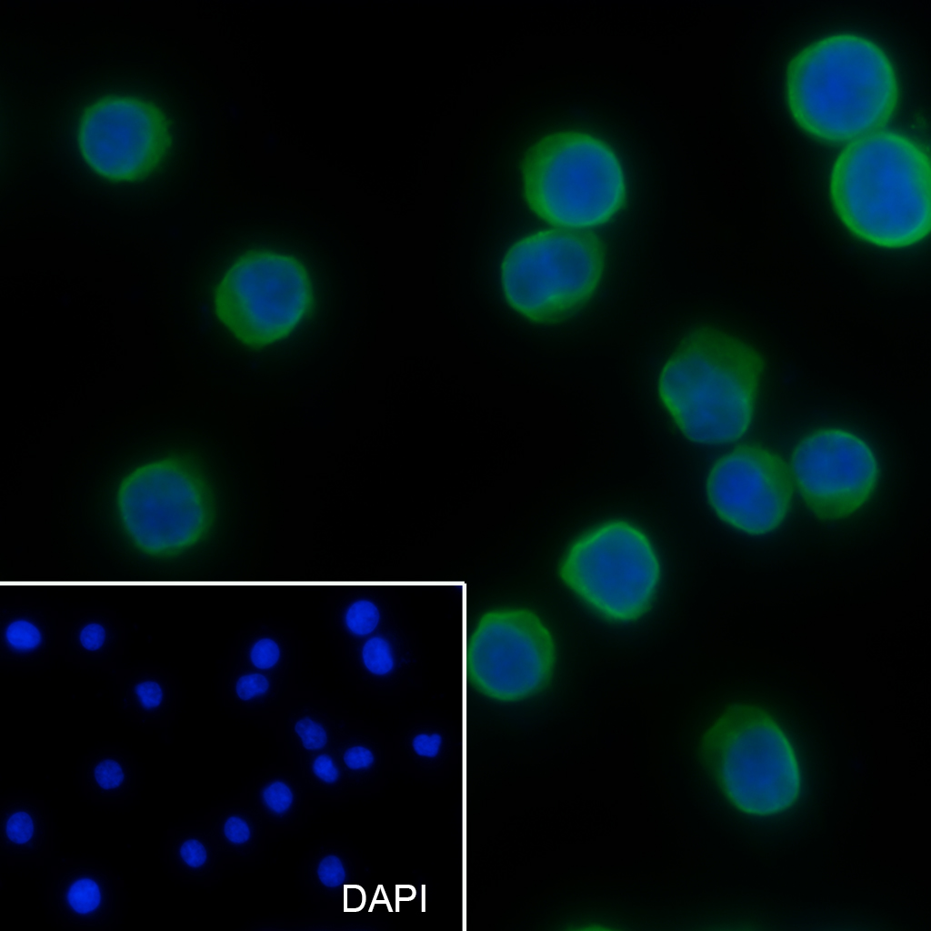 1 - CD1d Recombinant Mouse mAb AP94292