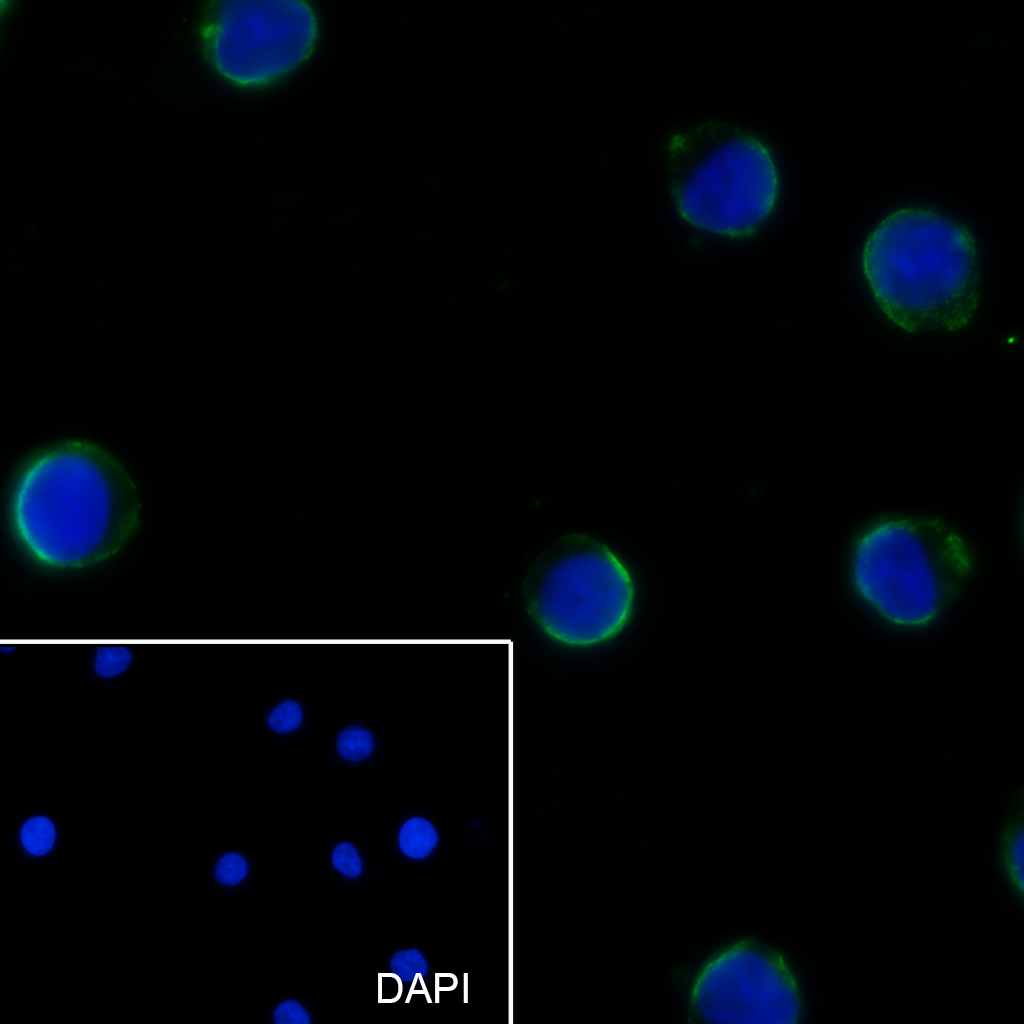 1 - CD43 Recombinant Mouse mAb AP94319