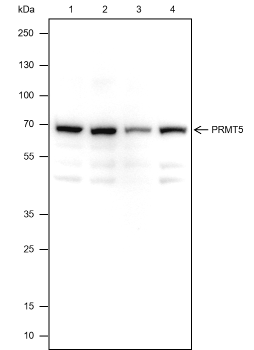 1 - PRMT5 Recombinant Rabbit mAb AP94368