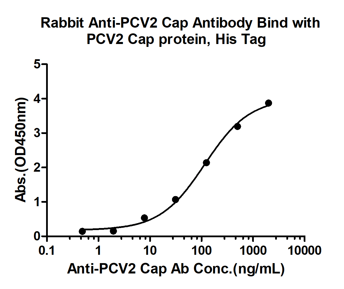 10 - PCV2 capsid protein Rabbit pAb AP94417