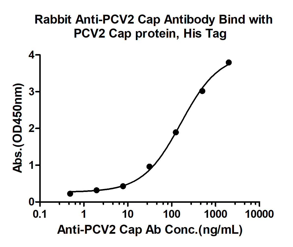 10 - PCV2 capsid protein Rabbit pAb AP94417