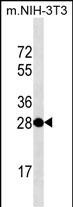 1 - THAP11 Mouse mAb AP94475