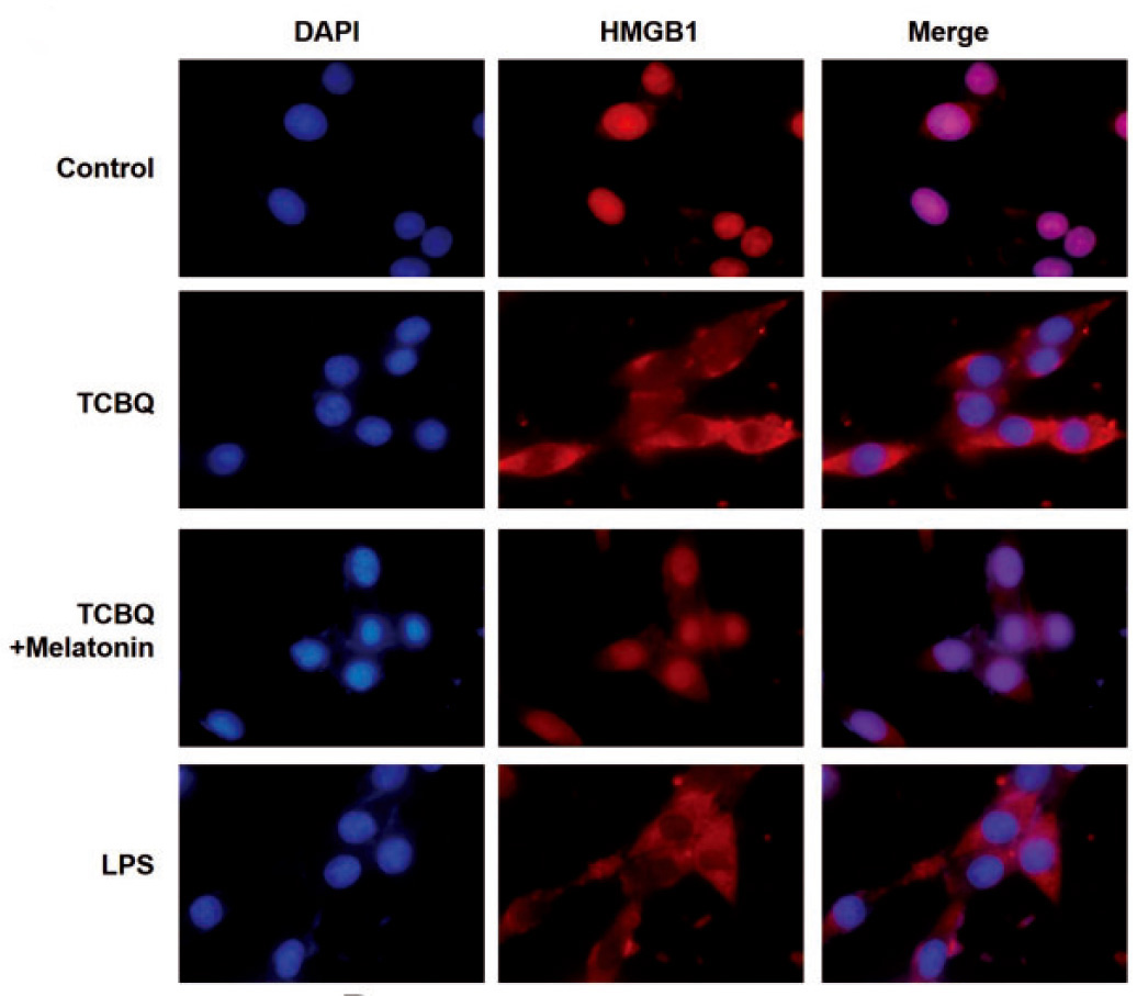 3 - HMGB1 Rabbit pAb AP94624
