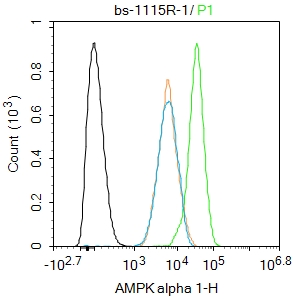 1 - AMPK alpha 1 Rabbit pAb AP94685