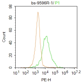 1 - SPAG17 Rabbit pAb AP94693