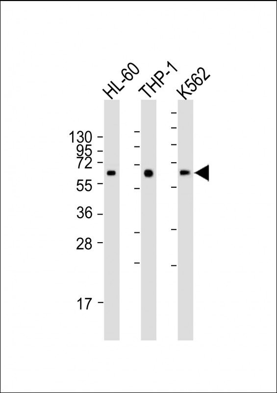 1 - CARD9 Mouse mAb AP94713