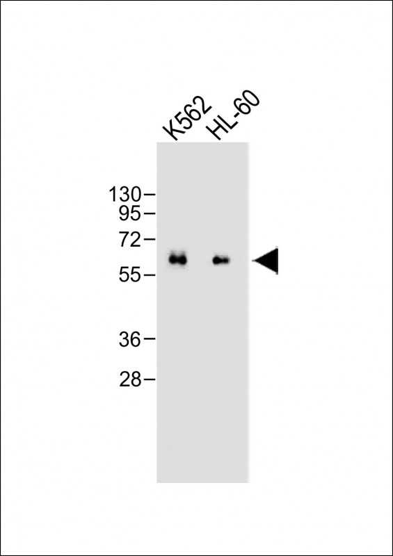 1 - CARD9 Mouse mAb AP94713