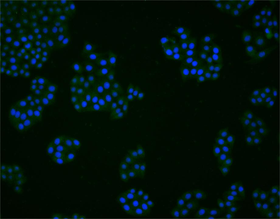 1 - BTG1 Rabbit pAb AP93920
