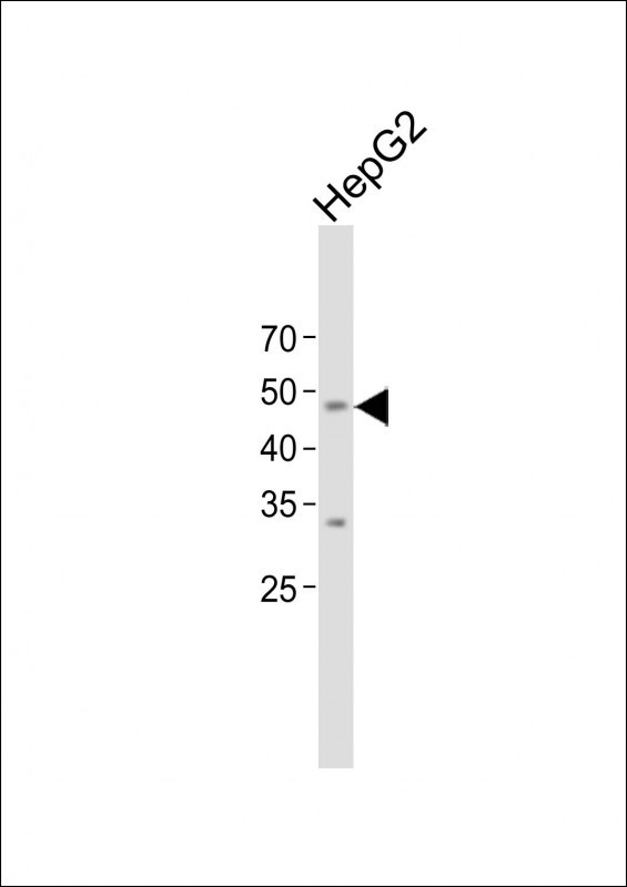 1 - TMPRSS11E Antibody (Center) AP16520c
