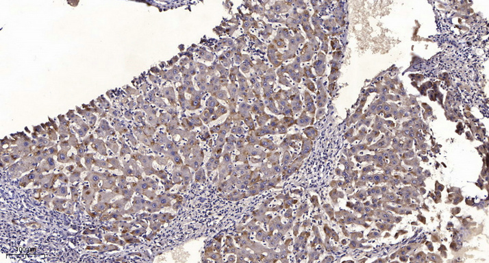 2 - HO-1 (Mix-mA) Mouse Monoclonal Antibody AP94837