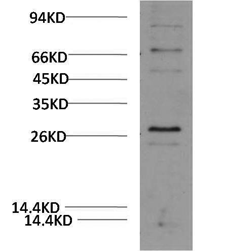 1 - HO-1 (Mix-mA) Mouse Monoclonal Antibody AP94837