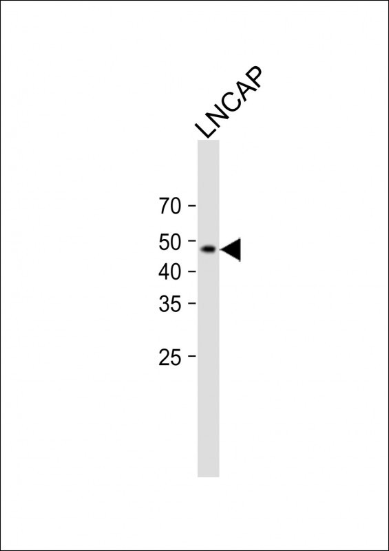 1 - BAR2 Antibody (S261) AP7263d