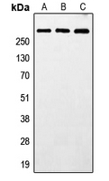 1 - MXRA5 Antibody AP51937