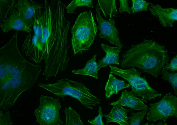 0 - beta-Actin Rabbit pAb, Loading Control AP50879
