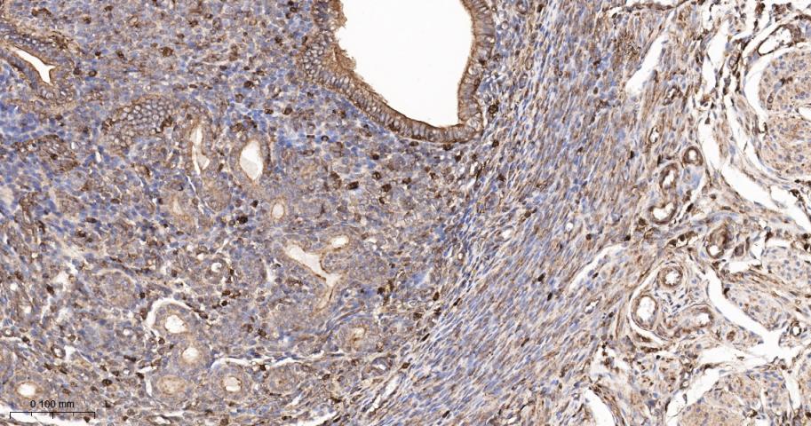 14 - beta-Actin Rabbit pAb, Loading Control AP50879