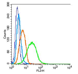 0 - alpha-Tubulin Rabbit pAb, Loading Control AP50880
