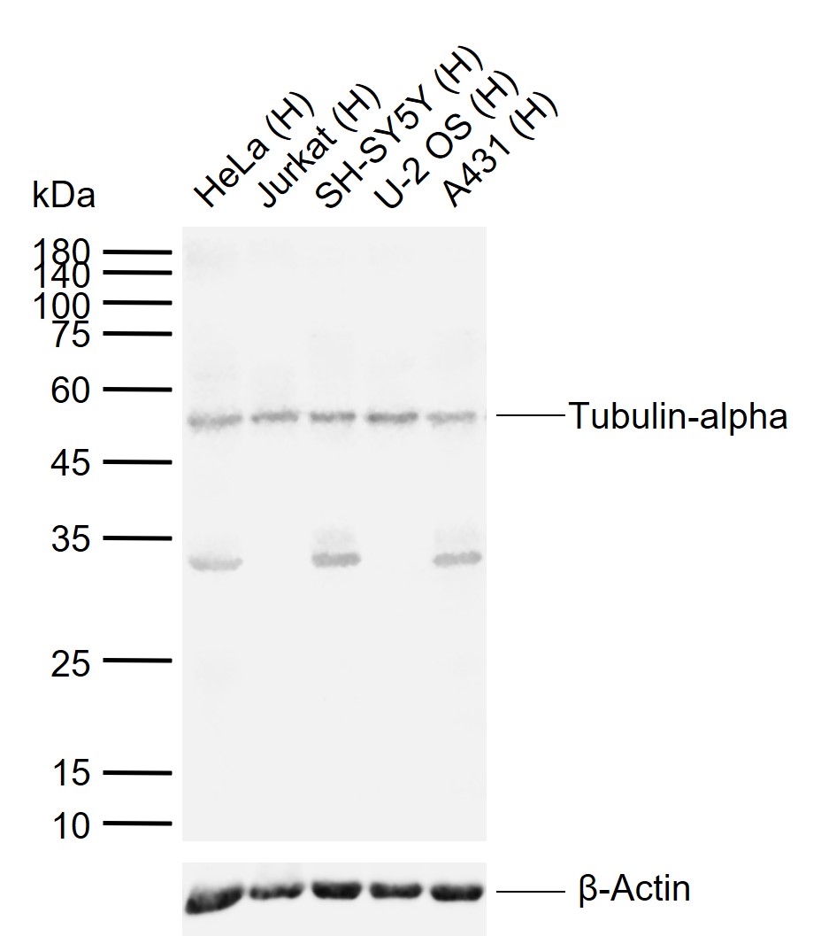 1 - alpha-Tubulin Rabbit pAb, Loading Control AP50880