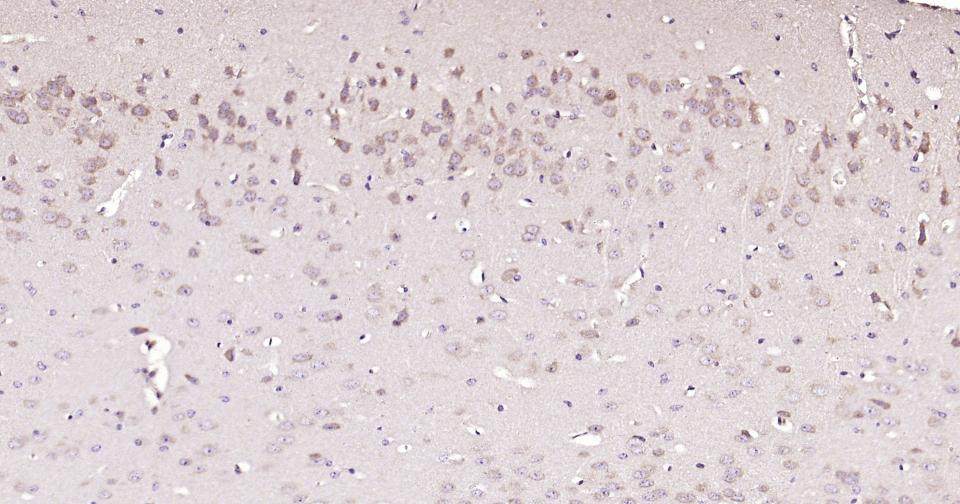 14 - alpha-Tubulin Rabbit pAb, Loading Control AP50880
