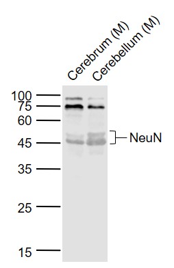 1 - NeuN Rabbit pAb AP52029