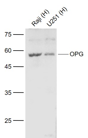 1 - OPG Rabbit pAb AP52031
